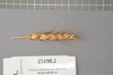 Click for 1 image(s) for this accession. Spike